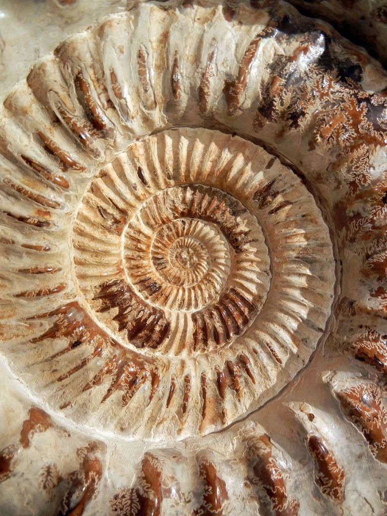 ammonitefossil