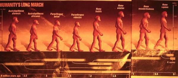 Figure 11. Evolution of humans, Time magazine