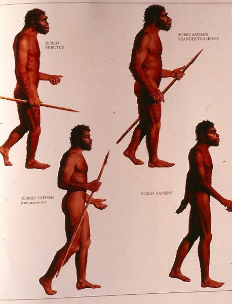 Figure 13. Illustrations of Homo erectus, neatherthalensis, and sapiens